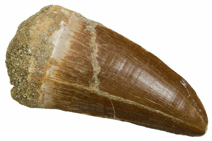 Fossil Mosasaur (Hainosaurus) Tooth - Morocco #353214